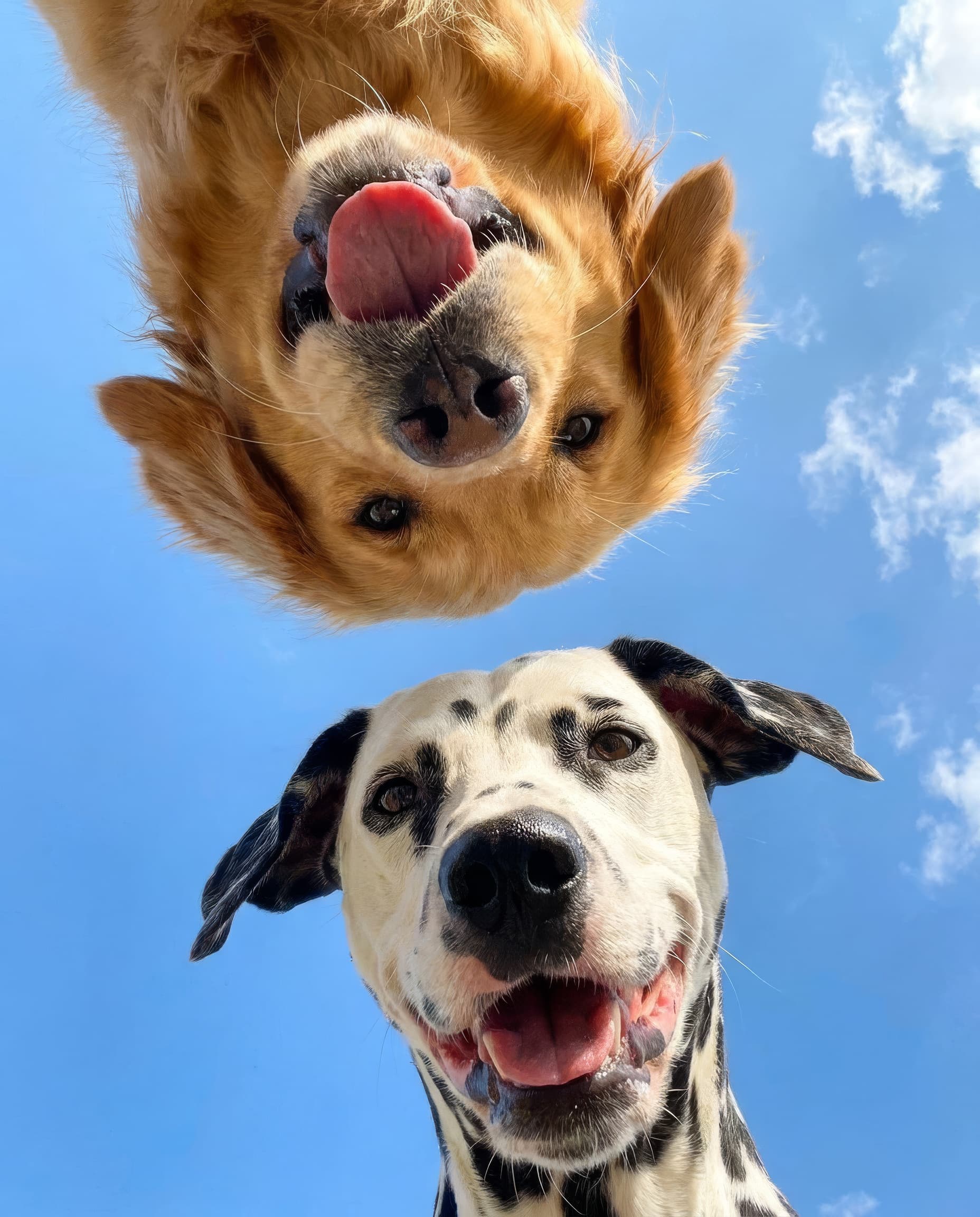 Golden retriever and dalmatian looking down happily