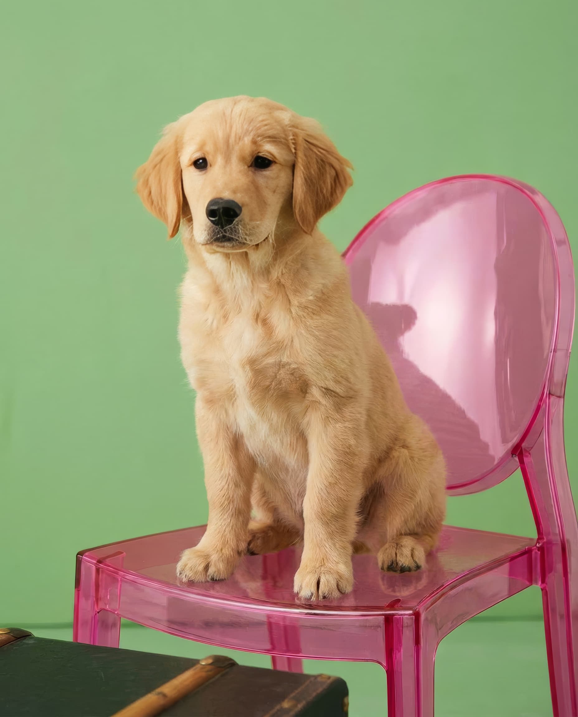 happy pet moment 7