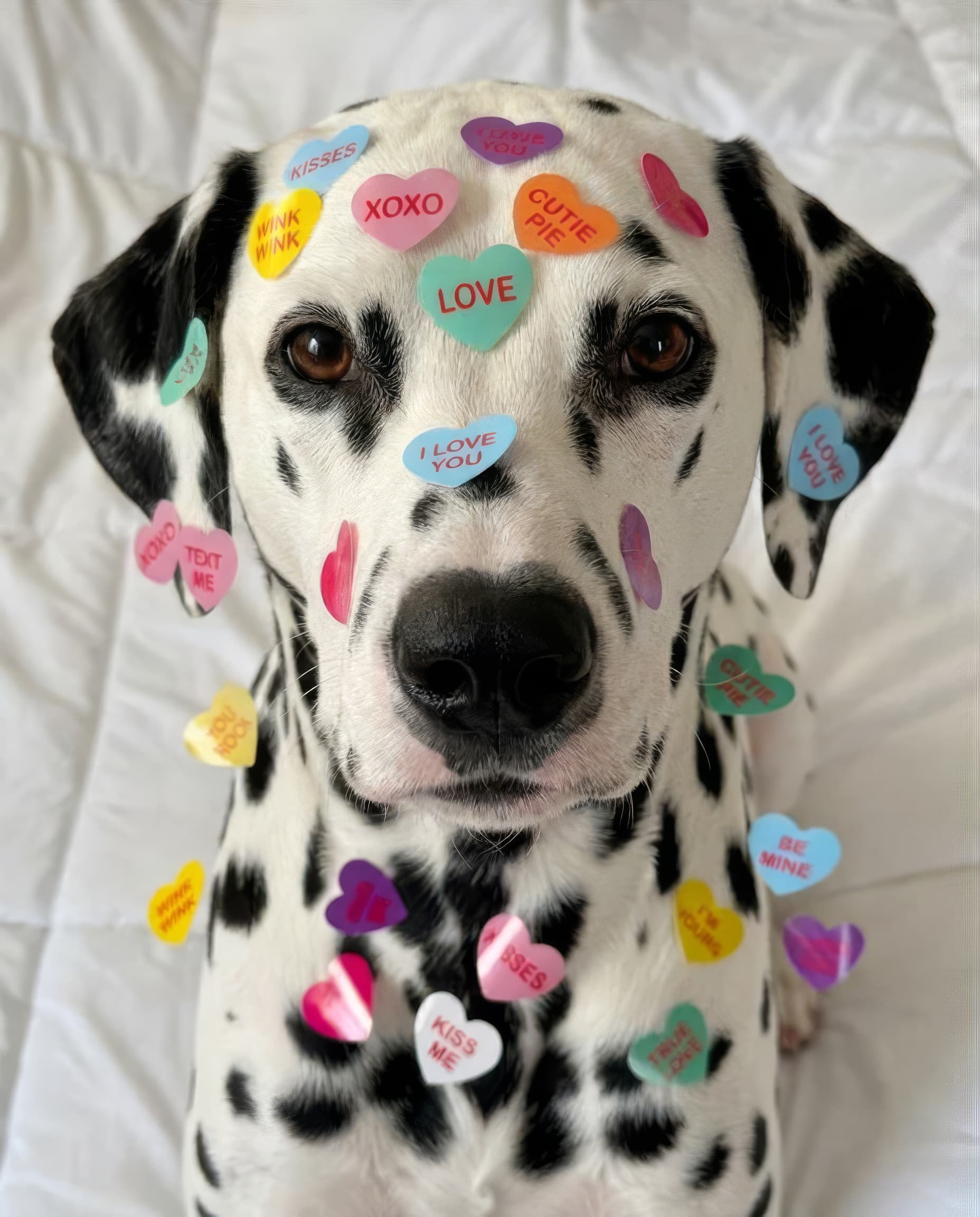 happy pet moment 8
